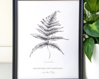 Impression d'art botanique fougère par l'artiste Kristen Johns, en graphite, 17 x 7 ou 20 x 10 pouces, pour les amoureux des plantes et de la nature