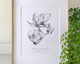 Magnolia, une impression d'art botanique par Kristen Johns, en graphite, 5 x 7, 8 x 10, art mural pour l'amateur de fleurs ou le jardinier