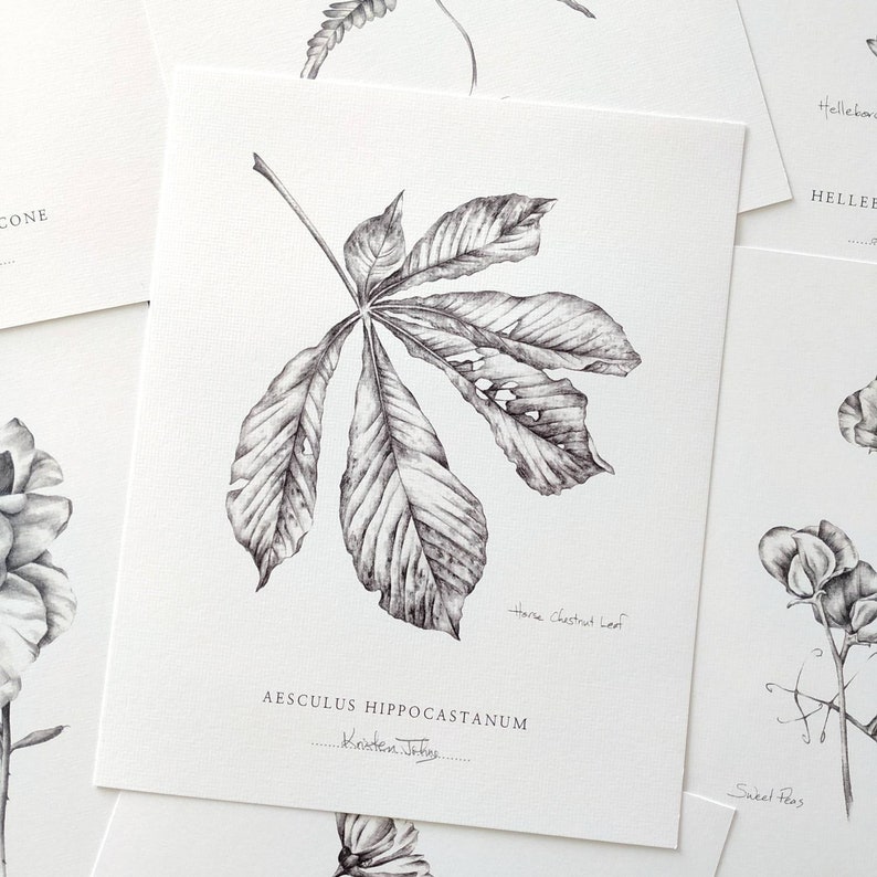Chestnut Leaf Botanical Art print by artist Kristen Johns, in graphite, 5x7 or 8x10 inches, for the nature and botanical lover image 3