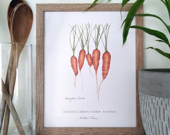 Impression d'art botanique carottes du pays, par Kristen Johns, 20 x 10 pouces, art de cuisine pour la maison qui aime les plantes