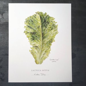May include: A watercolor painting of a single green lettuce leaf. The leaf is depicted in detail, with its crinkled edges and light green veins. The painting is titled "Garden Leaf Lettuce" and signed "Kristine Tompkins".