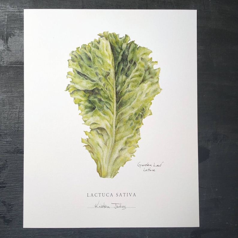 May include: A watercolor painting of a single green lettuce leaf. The leaf is depicted in detail, with its crinkled edges and light green veins. The painting is titled "Garden Leaf Lettuce" and signed "Kristine Tompkins".