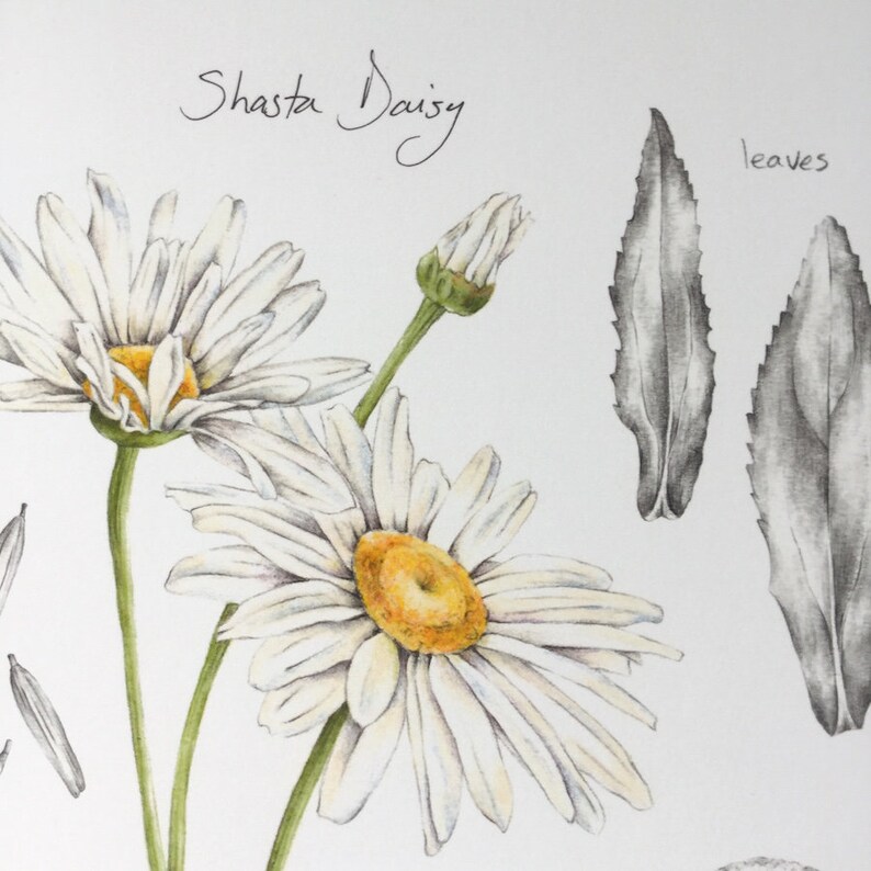 Shasta Daisy Botanical print Etsy