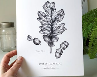 Oak Leaf Botanical Art Print par Kristen Johns, en graphite, 5x7 et 8x10 pouces, pour les amoureux de la nature et de l'art