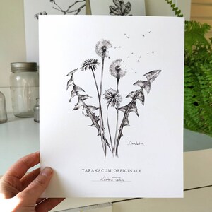 Dandelion - a Botanical Art Print by Kristen Johns, in graphite, 5x7 & 8x10 inches, for the nature and art lover, gardener or plant nerd