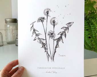 Pissenlit - une impression d'art botanique par Kristen Johns, en graphite, 17 x 7 et 20 x 10 pouces, pour les amateurs de nature et d'art, les jardiniers ou les passionnés de plantes