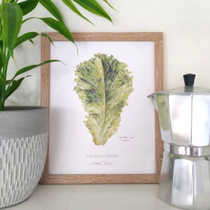 May include: A framed botanical illustration of a green garden leaf lettuce, with the scientific name "Lactuca Sativa" and the common name "Garden Leaf Lettuce" written below the image.