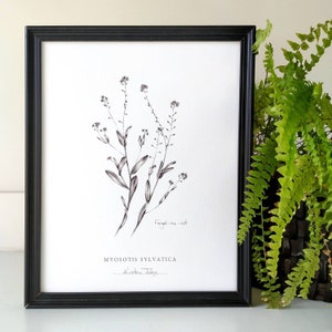 Forget-me-not Botanical Art Print, by Kristen Johns, in graphite, 5x7 or 8x10 inches, wall art for the flower lover and gardener