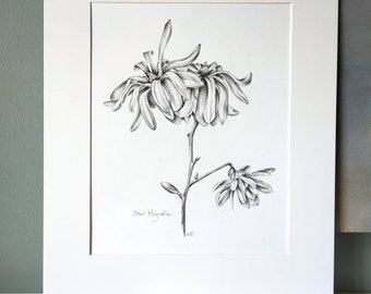 Magnolia étoilé - dessin botanique original de l'artiste Kristen Johns, 20 x 10 po., mine de plomb sur papier, pour les amateurs de fleurs et d'art