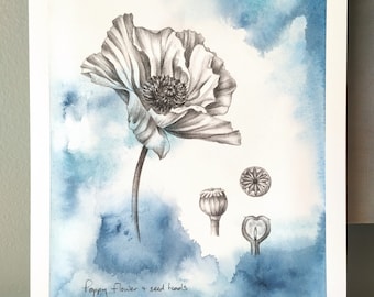 Poppy flower and seed heads - an original painting by artist Kristen Johns, 8x10 inch, watercolour & graphite, for the nature and art lover