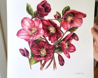 Hellebore Flower Art Print, 12x12 pouces, Peinture botanique colorée de l’artiste Kristen Johns, imprimé floral, pour les amateurs de nature et d’art