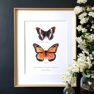 Butterflies of North America Art Print- admiral and monarch, 8x10 inch, beautiful nature illustration home decor by artist Kristen Johns