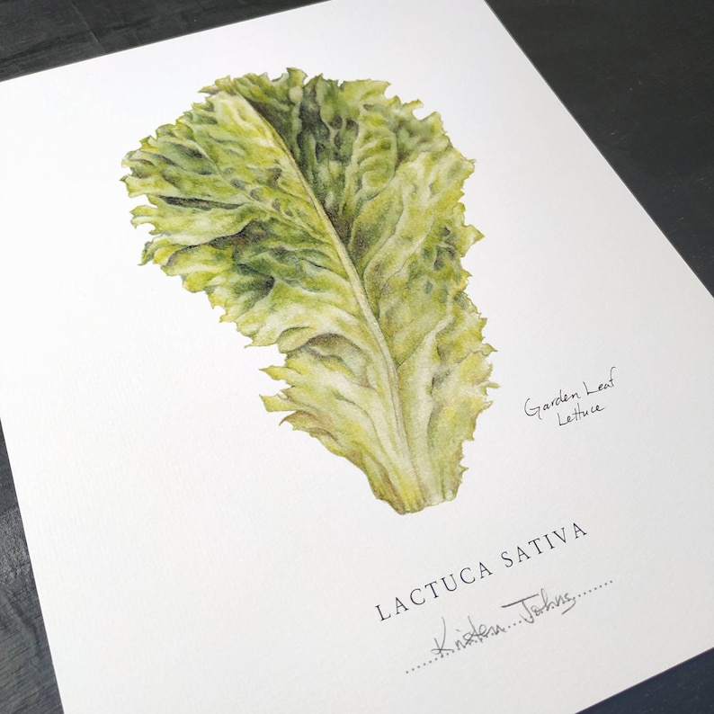 May include: Watercolor painting of a green garden leaf lettuce, with the scientific name Lactuca Sativa and the artist's signature, Kristen Johns.