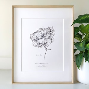 Botanischer Druck „Gartenrose“ der Künstlerin Kristen Johns in Graphit, Wandkunst für Blumenliebhaber oder Gärtner