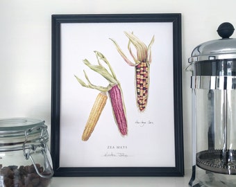 Heritage Corn Botanical Art print, by Kristen Johns, 8x10 inches, kitchen art for the plant loving home