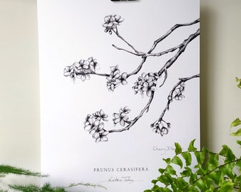 Cherry Blossoms, une impression d'art botanique par Kristen Johns, en graphite, 5x7 et 8x10 pouces, pour les amoureux de la nature et de l'art