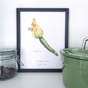 Flowering Zucchini Botanical Art Print: Kitchen Decor (8x10 inches)