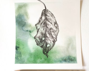 Heritage Apple Leaf - an original painting by artist Kristen Johns, 7x7 inches, watercolour & graphite, for the nature and art lover