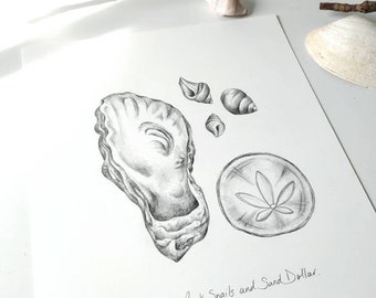 West Coast Sea Shells  (part 2) - an original graphite drawing by Kristen Johns, for the nature lover and beachcomber