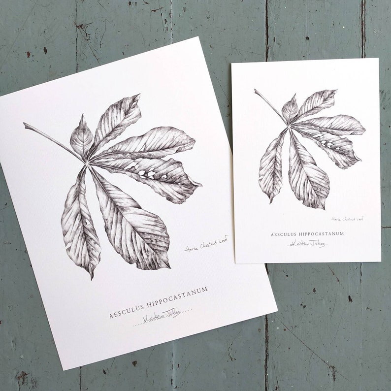 Chestnut Leaf Botanical Art print by artist Kristen Johns, in graphite, 5x7 or 8x10 inches, for the nature and botanical lover image 2