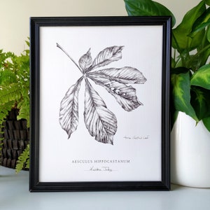 Chestnut Leaf Botanical Art print by artist Kristen Johns, in graphite, 5x7 or 8x10 inches, for the nature and botanical lover image 1