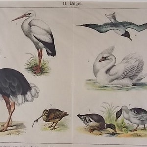 Antique Bird Print