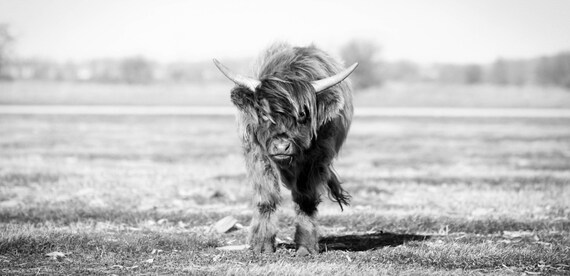 living nature highland cow