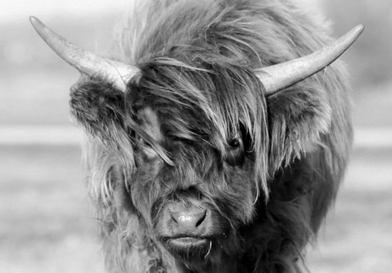 living nature highland cow