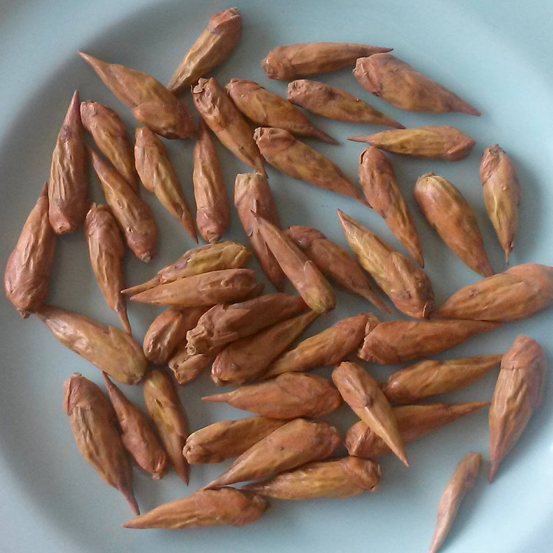 Balm of Gilead Cottonwood Bud Oil Herbal Infused Skin Etsy