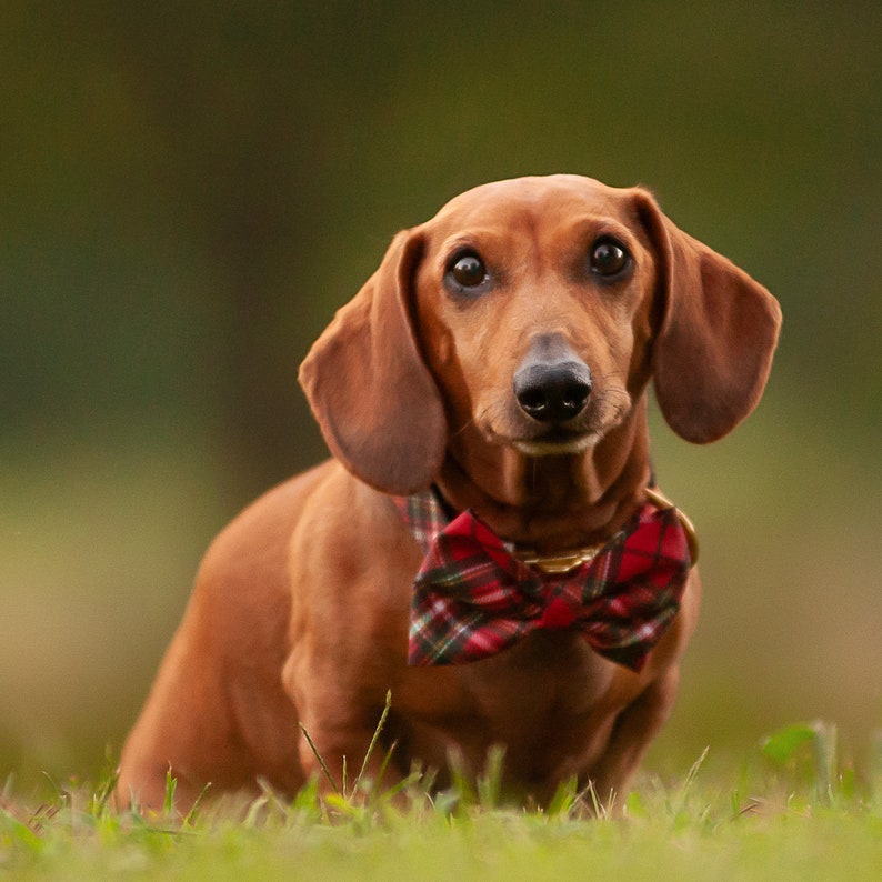 May include: A brown dachshund wearing a red and black plaid bow tie. The dog is sitting in a grassy field.