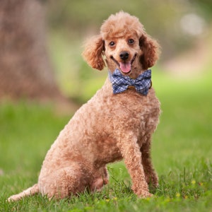 May include: A small, light brown poodle wearing a blue and white plaid bow tie. The dog is sitting in a grassy field and has its tongue sticking out.