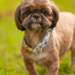 K&ouml;nnte beinhalten: Ein brauner und wei&szlig;er Shih Tzu Hund, der ein blaues und wei&szlig;es Blumenmuster-Halsband mit einer goldenen Schnalle tr&auml;gt. Der Hund steht auf gr&uuml;nem Gras.