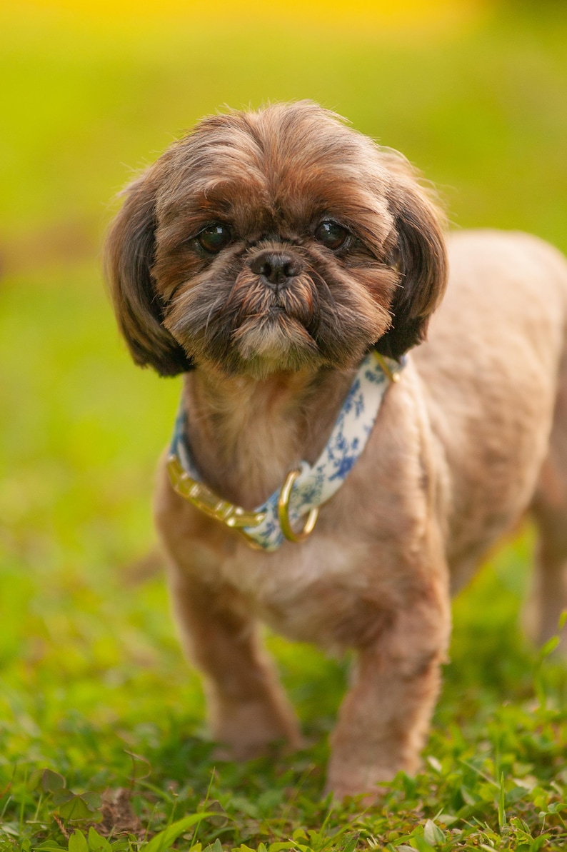 K&ouml;nnte beinhalten: Ein brauner und wei&szlig;er Shih Tzu Hund, der ein blaues und wei&szlig;es Blumenmuster-Halsband mit einer goldenen Schnalle tr&auml;gt. Der Hund steht auf gr&uuml;nem Gras.