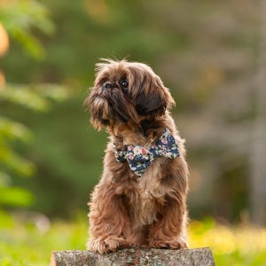 May include: A brown Shih Tzu dog wearing a floral bow tie sits on a wooden surface. The dog is looking up and has a soft, fluffy coat.