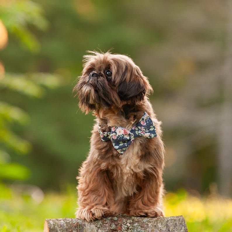 May include: A brown Shih Tzu dog wearing a floral bow tie sits on a wooden surface. The dog is looking up and has a soft, fluffy coat.