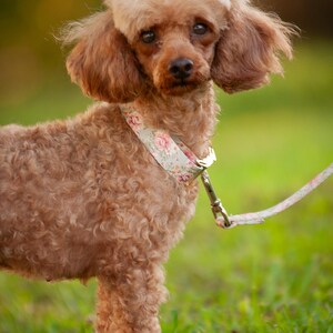 May include: A brown poodle with a floral collar and leash stands in green grass. The dog has curly fur and a light brown head. The collar features a pattern of pink and white flowers. The background is blurred, with shades of green and yellow.