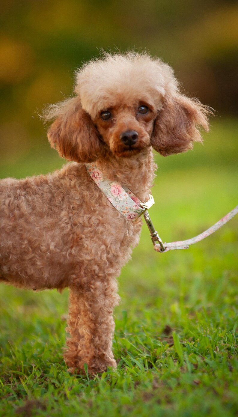 May include: A brown poodle with a floral collar and leash stands in green grass. The dog has curly fur and a light brown head. The collar features a pattern of pink and white flowers. The background is blurred, with shades of green and yellow.