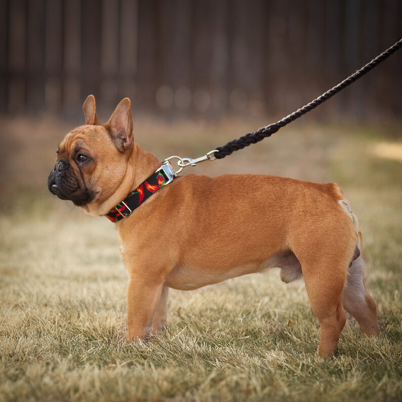 Hot Chili Pepper Dog Collar Fun Black and Red Dog Collar for Etsy