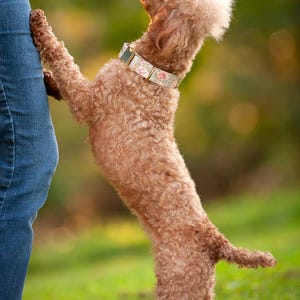 May include: A brown poodle stands on its hind legs, leaning against a person's leg. The dog wears a floral collar. The background is blurred green grass and sunlight.