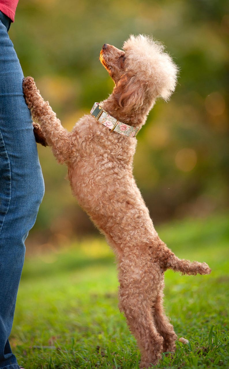May include: A brown poodle stands on its hind legs, leaning against a person's leg. The dog wears a floral collar. The background is blurred green grass and sunlight.