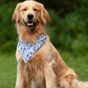 May include: A golden retriever dog wearing a blue and white floral patterned bandana. The dog is sitting on green grass with a blurred green background. The dog is looking at the camera with its mouth open.