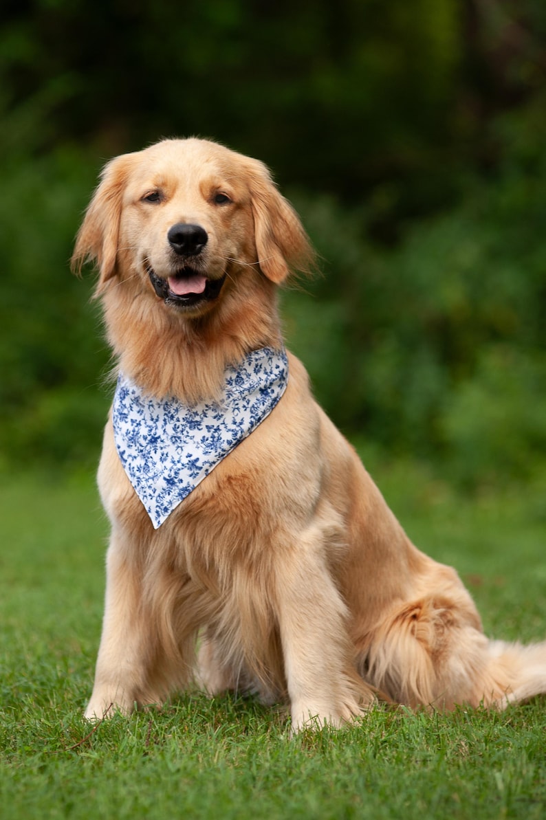 May include: A golden retriever dog wearing a blue and white floral patterned bandana. The dog is sitting on green grass with a blurred green background. The dog is looking at the camera with its mouth open.