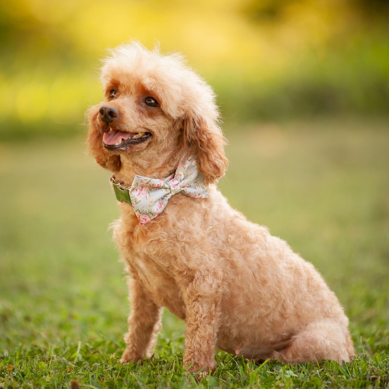May include: A small, light brown poodle dog wearing a floral bow tie sits on green grass. The dog is looking to the right of the frame and has a happy expression.