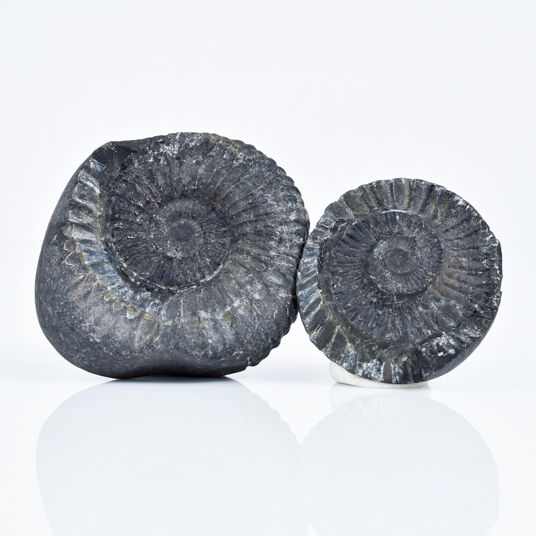 Shelligram Sea Shell Himalayan Ammonite Fossil: Tethys Sea Matrix, Laxmi Narayan Surya ...