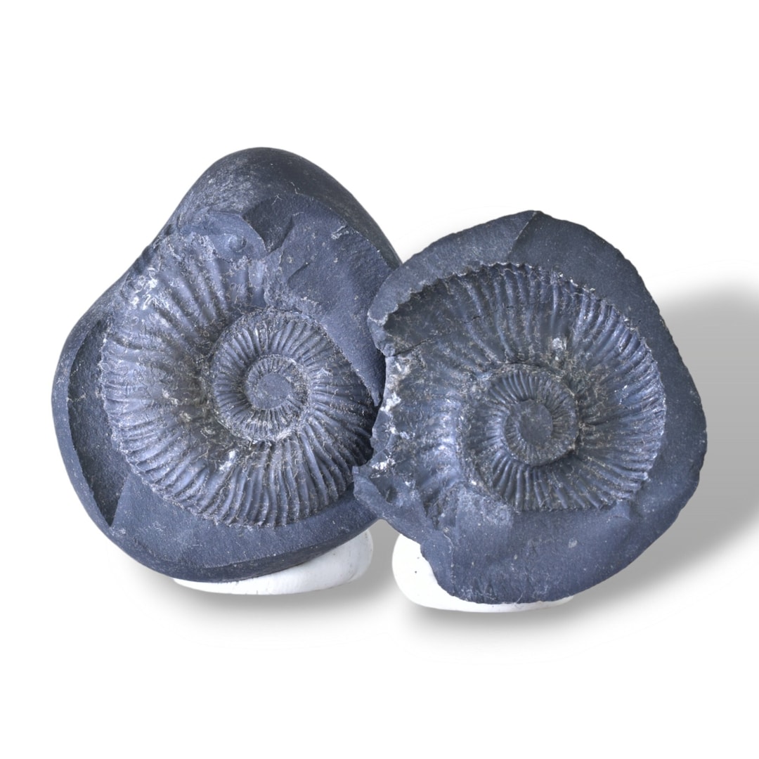 Shelligram Sea Shell HIMALAYAN AMMONITE FOSSIL in Tethys Sea Matrix. Laxmi Narayan Saligram ...