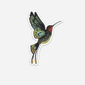 Colibri à ailes d’oiseau de Carin