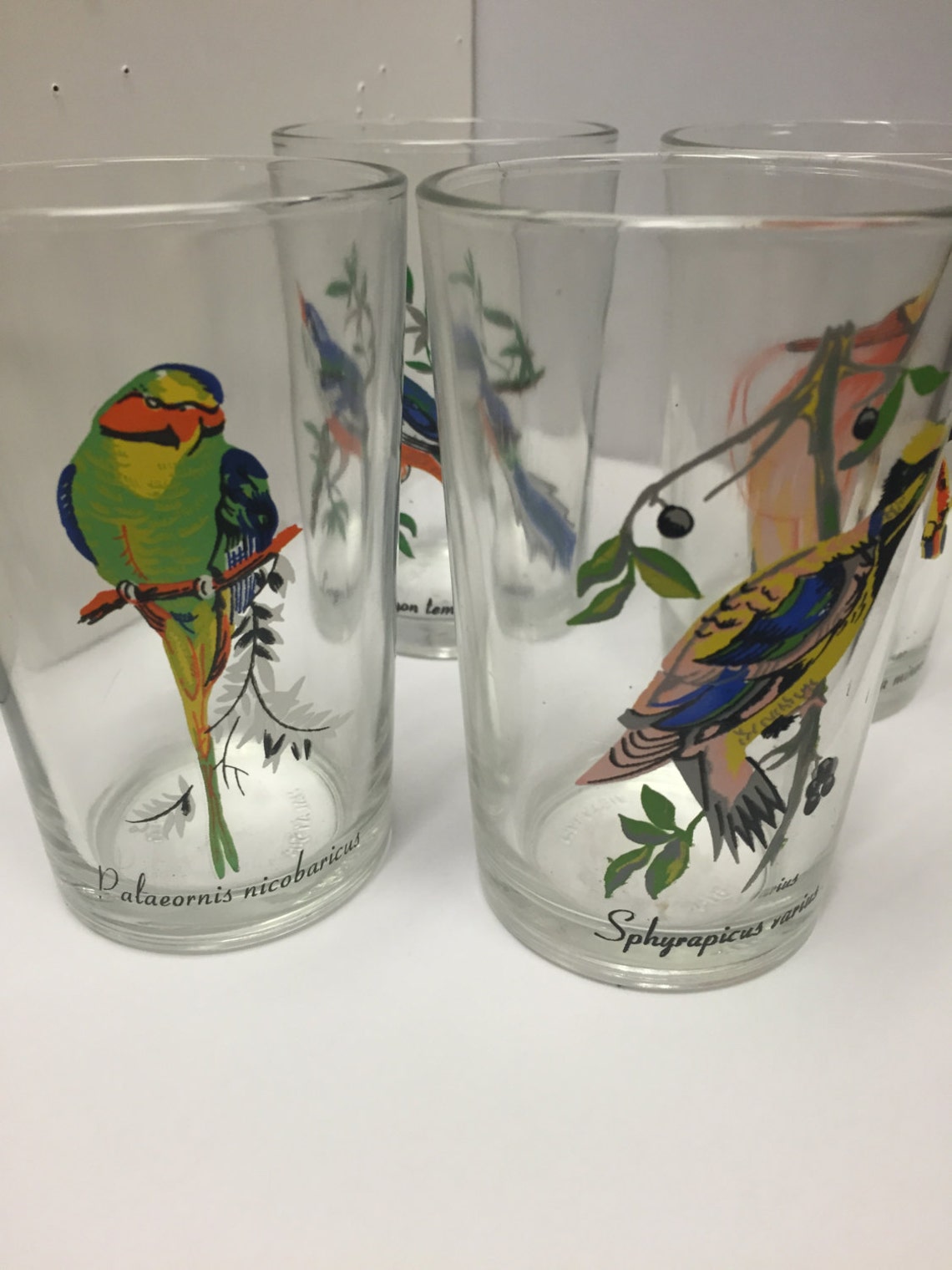 Vintage Bird Juice Glasses/Exotic Birds/ Bird Etsy