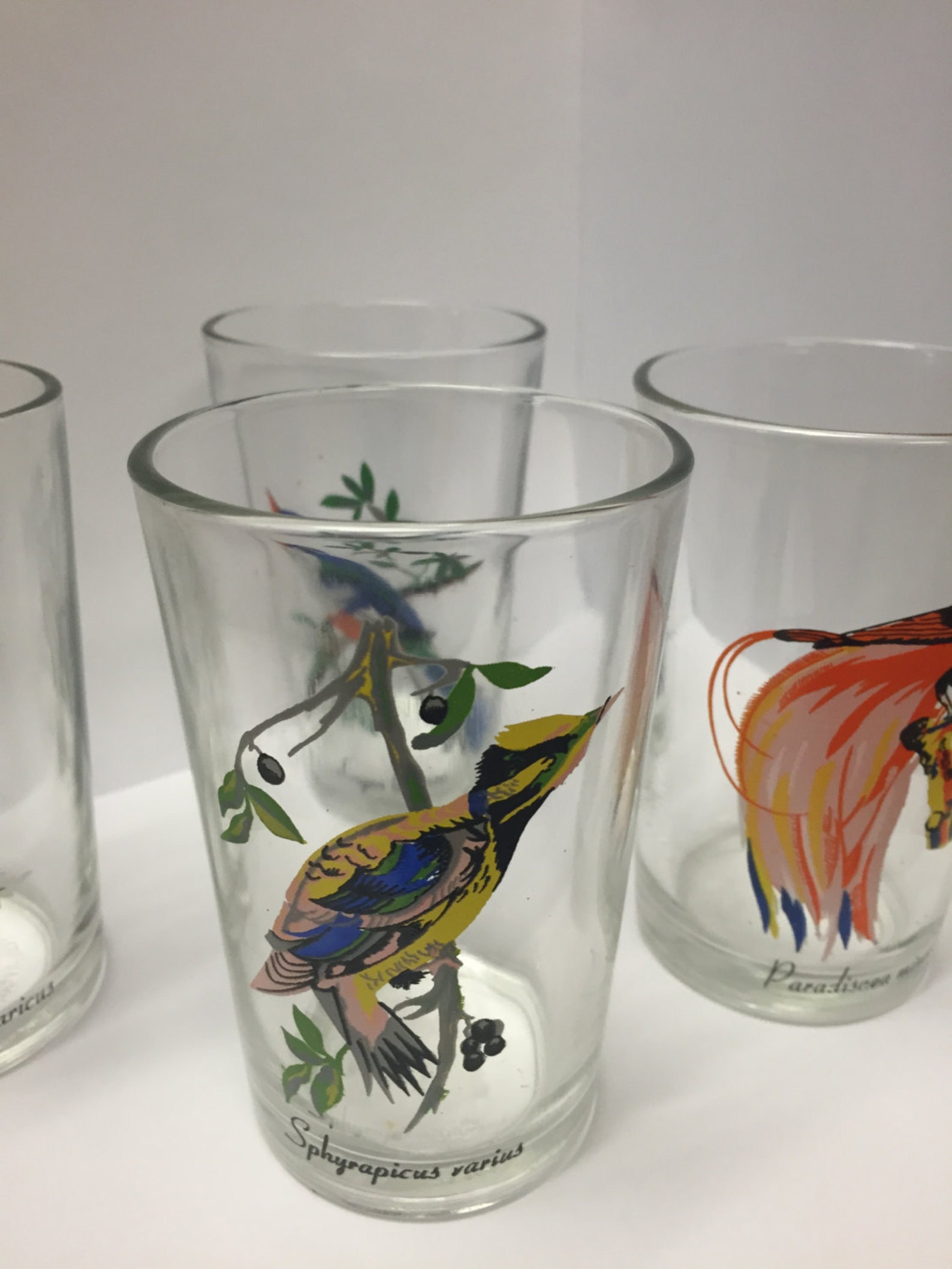 Vintage Bird Juice Glasses/Exotic Birds/ Bird Etsy