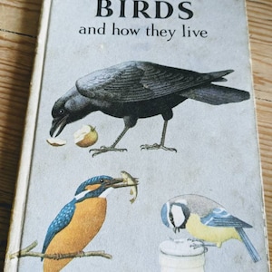 Vintage ladybird book, birds and how they live, 60s ornithology,   bird illustrations, owls, robins