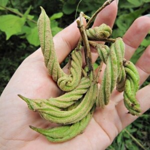 50 Grams Helicteres Isora Indian Screw Tree Flower Dried Herb Helicteres Isora L. image 4